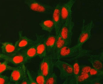 ATG4C Antibody / APG4C