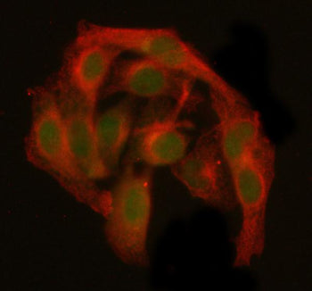 Immunofluorescent staining of GANP/MCM3AP using anti-MCM3AP antibody (green) and anti-Beta Tubulin a