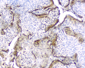 IHC testing of FFPE human tonsil tissue with Elafin antibody at 2ug/ml. HIER: boil tissue sections i