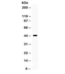 Western blot testing of human 293 cell lysate with Cdc37 antibody. Expected/observed molecular weigh