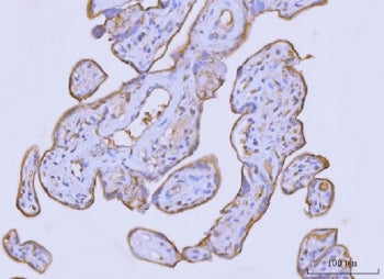 FLOT2 Antibody / Flotillin 2