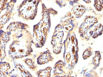 IHC staining of FFPE human placenta with Podocalyxin antibody (clone 3D3). HIER: boil tissue section