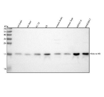 Western blot analysis of Histone H3 using anti-Histone H3 antibody. Lane 1: rat brain tissue lysates