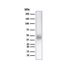 CD5 Antibody