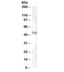 Western blot testing of human cerebellum lysate with NPFFR1 antibody at 0.03ug/ml. Predicted/observe