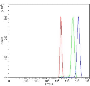 MPO Antibody Myeloperoxidase
