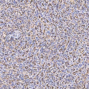 PAO-1 Antibody / Polyamine oxidase 1 / SMOX