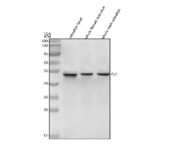 Western blot analysis of Fli1 protein using Zebrafish Fli1 antibody and 1) zebrafish head, 2) whole 