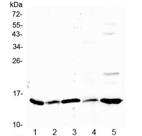 Western blot testing of 1) rat stomach, 2) rat ovary, 3) rat testis, 4) mouse kidney and 5) human He
