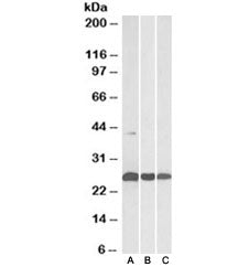 DUSP6 Antibody