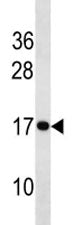 Histone H3 Antibody
