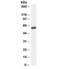 Western blot testing of Jurkat lysate with Nup50 antibody at 0.5ug/ml. Predicted molecular weight: o