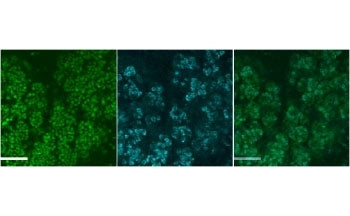 Immunofluorescence testing of mouse submandibular gland cells at E18 with Muc19 antibody at 4ug/ml (