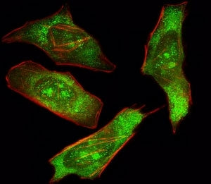 SHP2 Antibody
