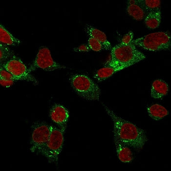 Immunofluorescence staining of fixed human HEPG2 cells with CSPG4 antibody (green, clone LHM 2) and 