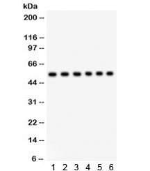 ULK3 Antibody