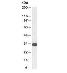Western blot testing of HeLa lysate with biotinylated PCNA antibody at 1ug/ml. Expected molecular we