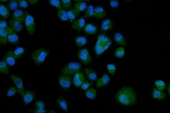Immunofluorescent staining of FFPE human PC-3 cells with Eph receptor A3 antibody (green) and DAPI n
