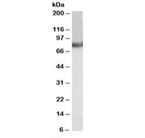 Western blot testing of human heart lysate with TRIM55 antibody at 0.1ug/ml. Predicted molecular wei