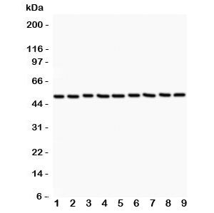 Western blot testing of CSK antibody (0.5ug/ml) and Lane 1: rat testis; 2: (r) thymus; 3: mouse live