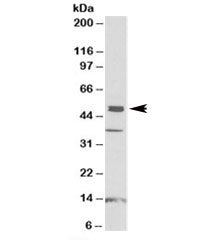Western blot testing of human frontal cortex lysate with NPTX1 antibody at 1ug/ml. Predicted molecul