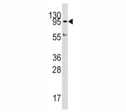 Dnmt3a Antibody