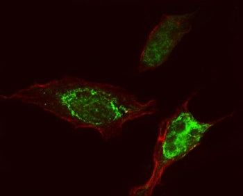Immunofluorescent staining of FFPE human HeLa cells with PLEHA5 antibody (green) and phalloidin (red