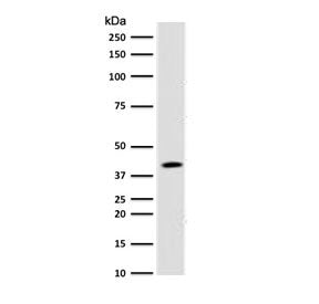 Western blot testing of human 293T lysate with BMI1 antibody (clone PGRF4-1). Expected molecular wei