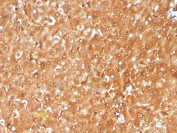 IHC staining of FFPE human liver tissue with GCHFR antibody (clone GCHFR/7732). HIER: boil tissue se