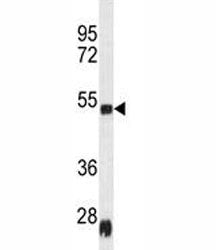 Hsp47 Antibody / Serpin H1, 0.4ml