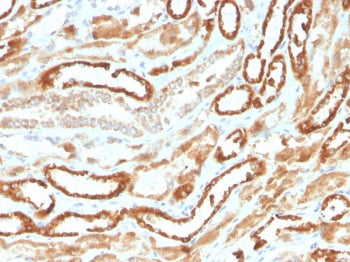 IHC staining of FFPE human kidney with recombinant Erythropoietin antibody. HIER: boil tissue sectio