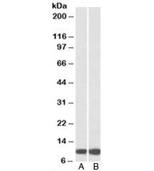 HSPE1 Antibody
