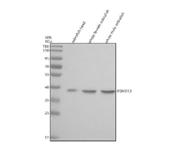 Western blot analysis of Psmd13 protein using Zebrafish Psmd13 antibody and 1) zebrafish head, 2) wh