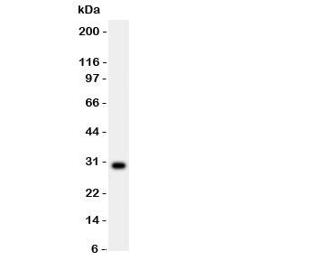 MMP7 Antibody
