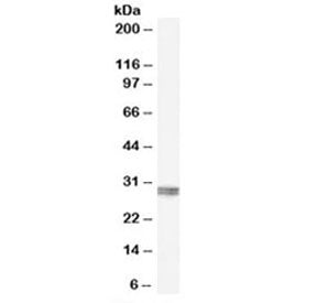 Western blot testing of human kidney lysate with CLIC4 antibody at 0.1ug/ml. Predicted molecular wei