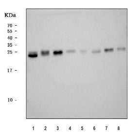 TMED4 Antibody