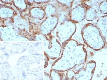 IHC staining of FFPE human placental tissue with Epstein-Barr virus induced 3 antibody (clone EBI3/8