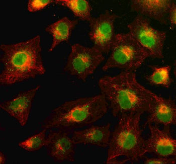 Immunofluorescent staining of PYK2/PTK2B using anti-PTK2B antibody (green)) and anti-Beta Tubulin an
