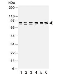 Western blot testing of rat 1) testis, 2) brain, 3) liver, and human 4) placenta, 5) MCF7, and 6) SW