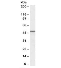 Western blot testing of rat skin lysate with M6prbp1 antibody at 0.1ug/ml. Predicted molecular weigh