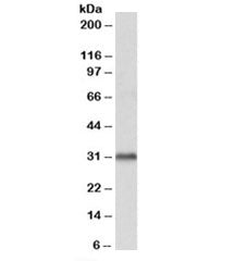 Western blot testing of human cerebellum lysate with VDAC2 antibody at 1ug/ml. Predicted molecular w