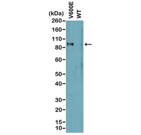 Western blot analysis of cell lysates prepared from cell lines expressing endogenous mutant (V600E) 