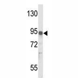 IL17RD Antibody