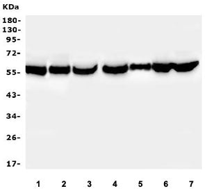 Western blot testing of human 1) MDA-MB-453, 2) U-2 OS, 3) ThP-1, 4) K562, 5) U937, 6) HEK293 and 7)