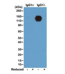Western blot of nonreduced(-) and reduced(+) mouse IgG1Îº and IgG1Î» (20ng/lane), using 0.2ug/ml of 
