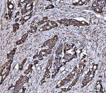 JAM-A Antibody /&nbsp;Junctional adhesion molecule 1