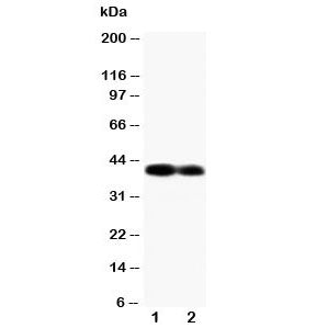Connexin 40 Antibody