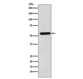 Western blot testing of human K562 cell lysate with STAU1 antibody. Predicted molecular weight: ~55 