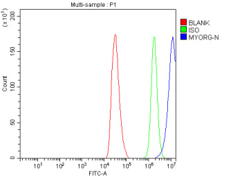 Flow Cytometry analysis of HepG2 cells using anti-MYORG antibody. Overlay histogram showing HepG2 ce