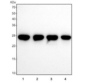 Western blot testing of human 1) A549, 2) HeLa, 3) PC-3 and 4) U-2 OS cell lysate with Thymidylate k